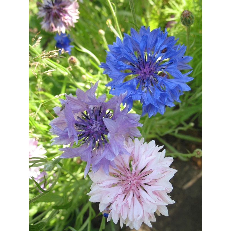 Bachelor Buttons Seeds Mix - 175 Seeds - Centaurea cyanus - Vibrant ...